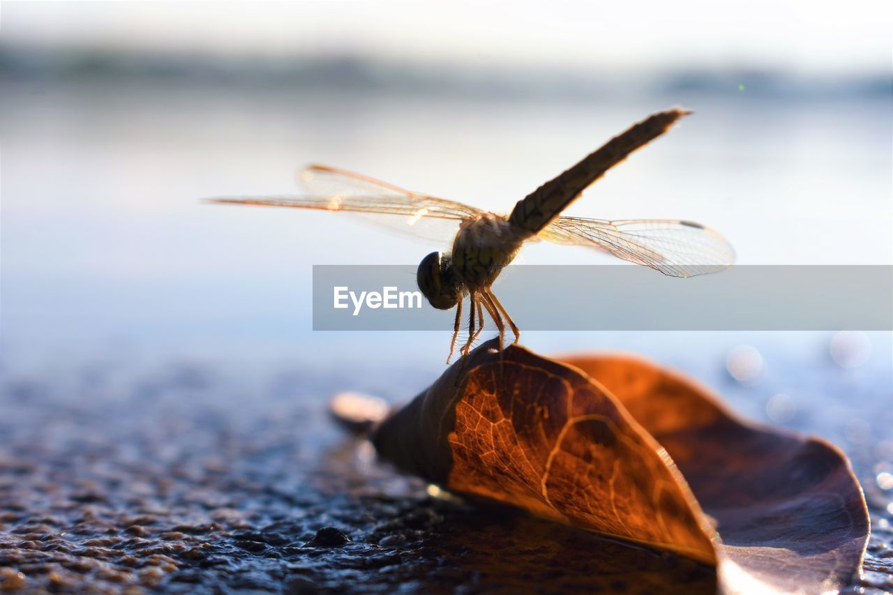 Close-up of insect on dry leaf