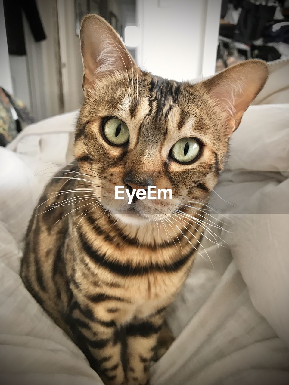 CLOSE-UP PORTRAIT OF A CAT