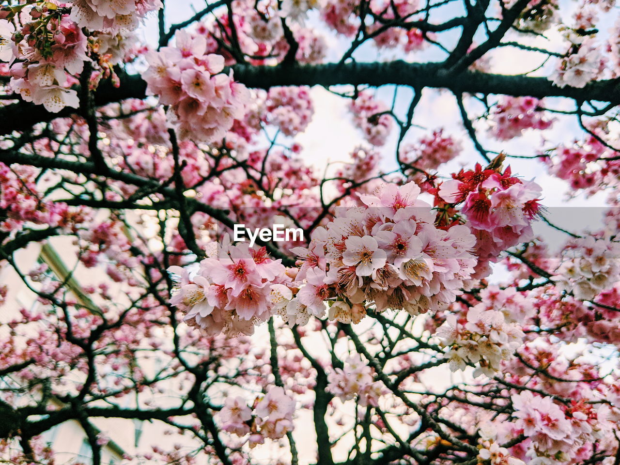 Low angle view of cherry blossom tree