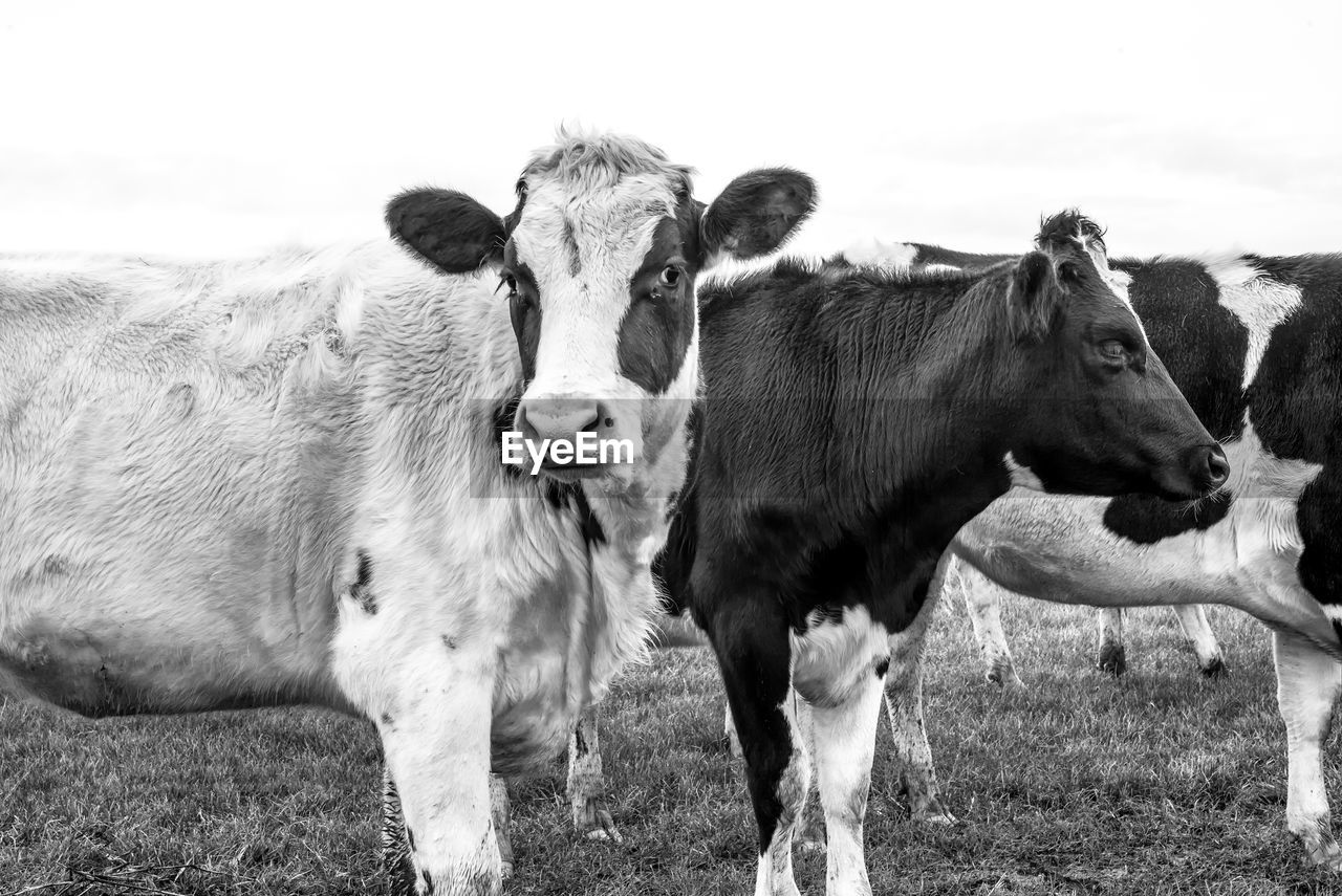 Cows looking into camera black and white