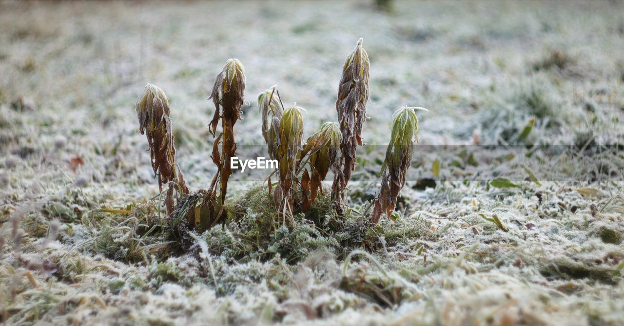 CLOSE-UP OF CROP IN FIELD