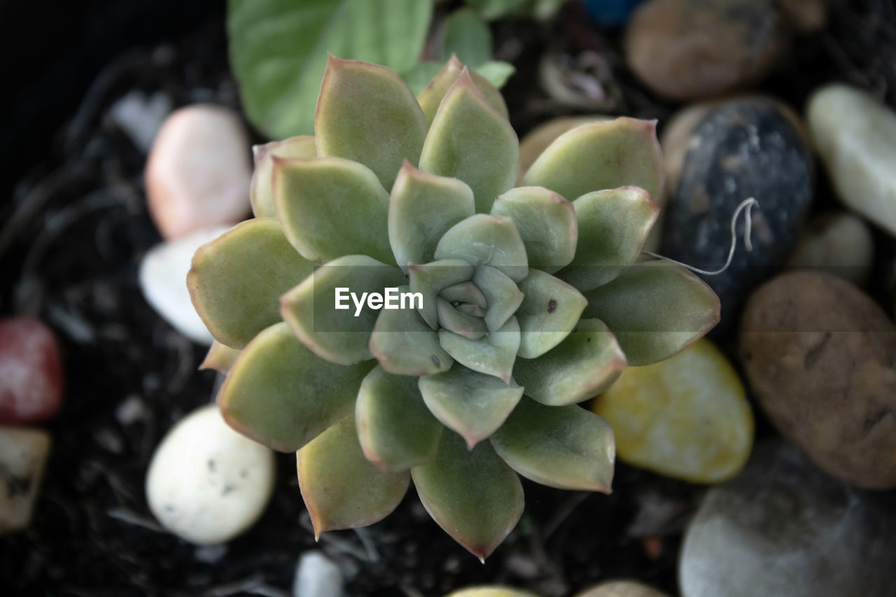 CLOSE-UP OF SUCCULENT PLANTS