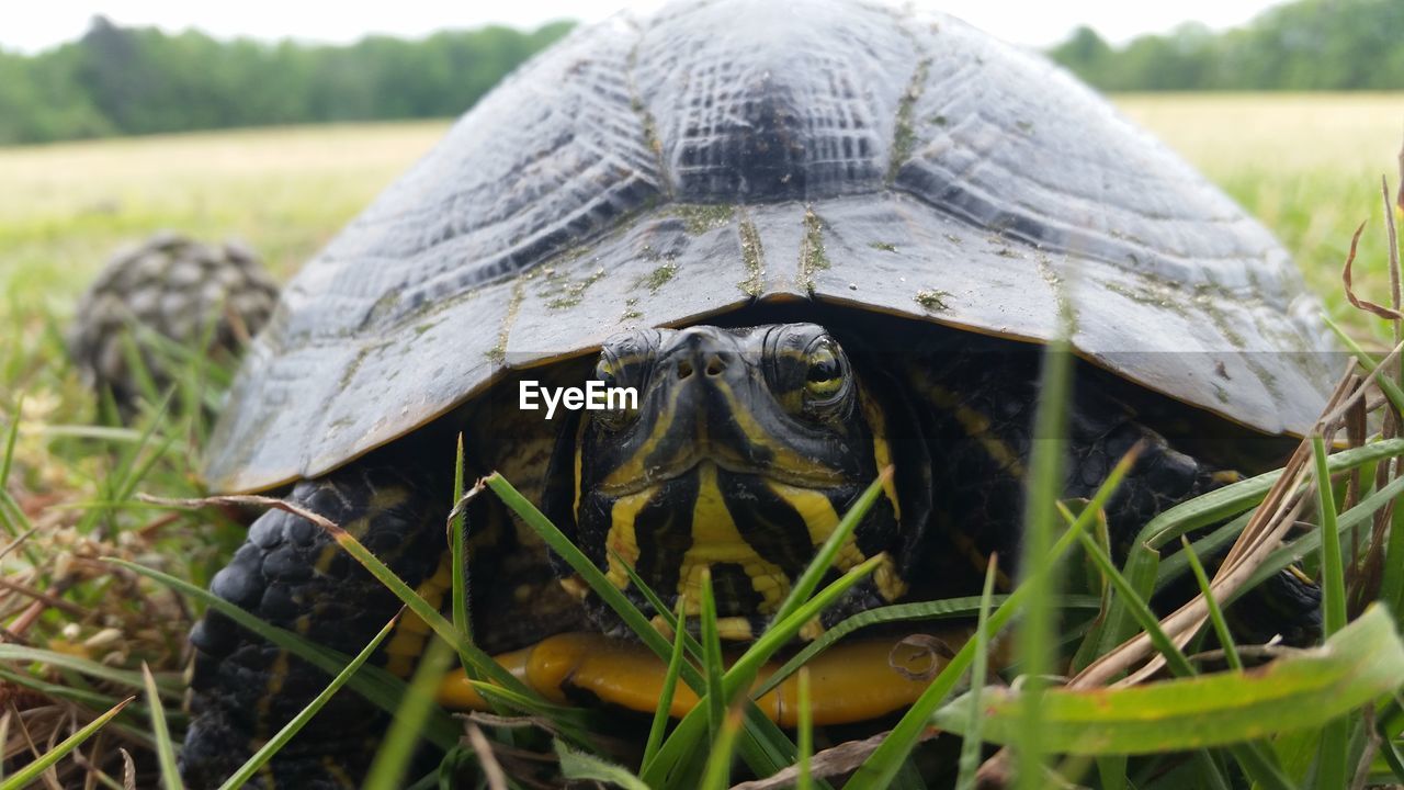 Close-up of turtle on field