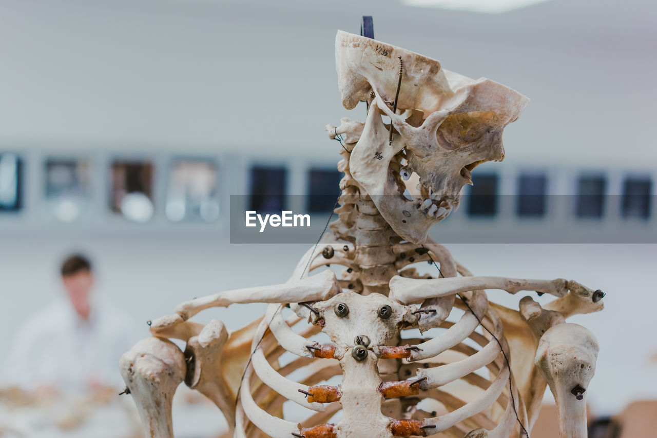 CLOSE-UP OF HUMAN SKULL AGAINST SKY