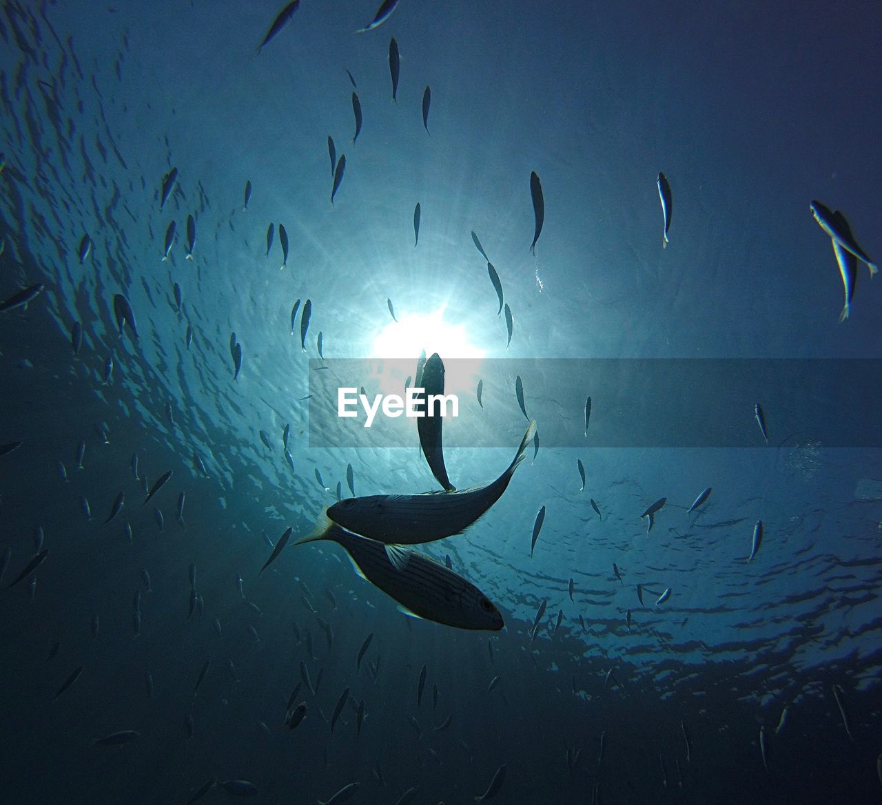 LOW ANGLE VIEW OF FISH UNDERWATER