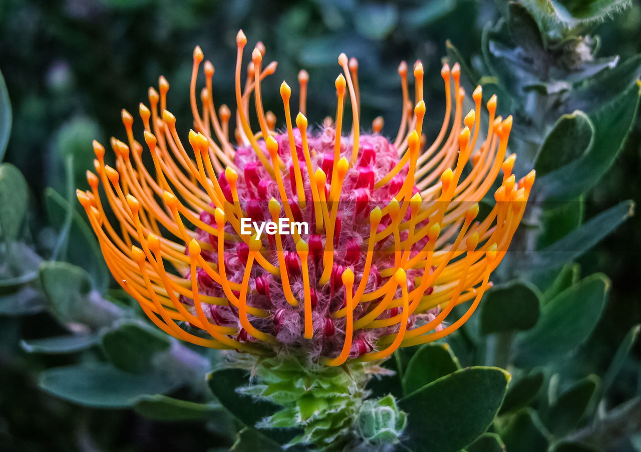 flower, flowering plant, plant, beauty in nature, freshness, nature, close-up, growth, flower head, fragility, petal, inflorescence, wildflower, plant part, no people, macro photography, leaf, proteales, outdoors, focus on foreground, multi colored, vibrant color, orange color, springtime, yellow, garden, botany, blossom, shrub, day