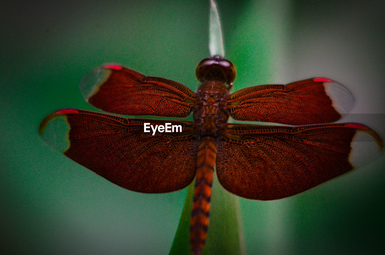 Close-up of insect on plant