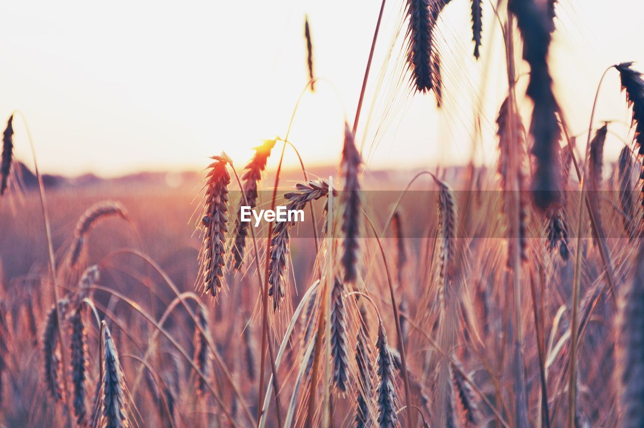 Close-up of wheat growing on field against sky