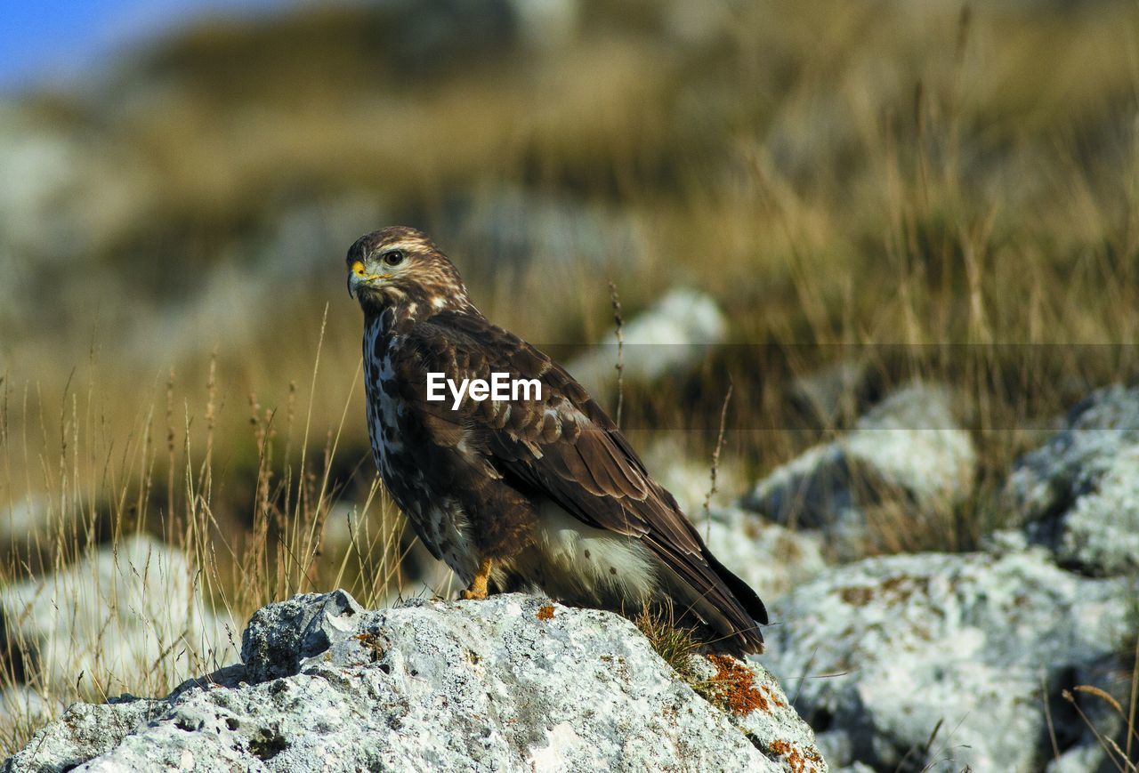 animal themes, animal, bird, animal wildlife, wildlife, bird of prey, one animal, nature, rock, no people, falcon, grass, outdoors, plant, animals hunting, full length, day, perching, hawk, beak, eagle