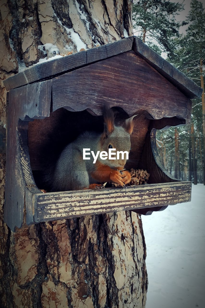 CLOSE-UP OF SQUIRREL ON TREE