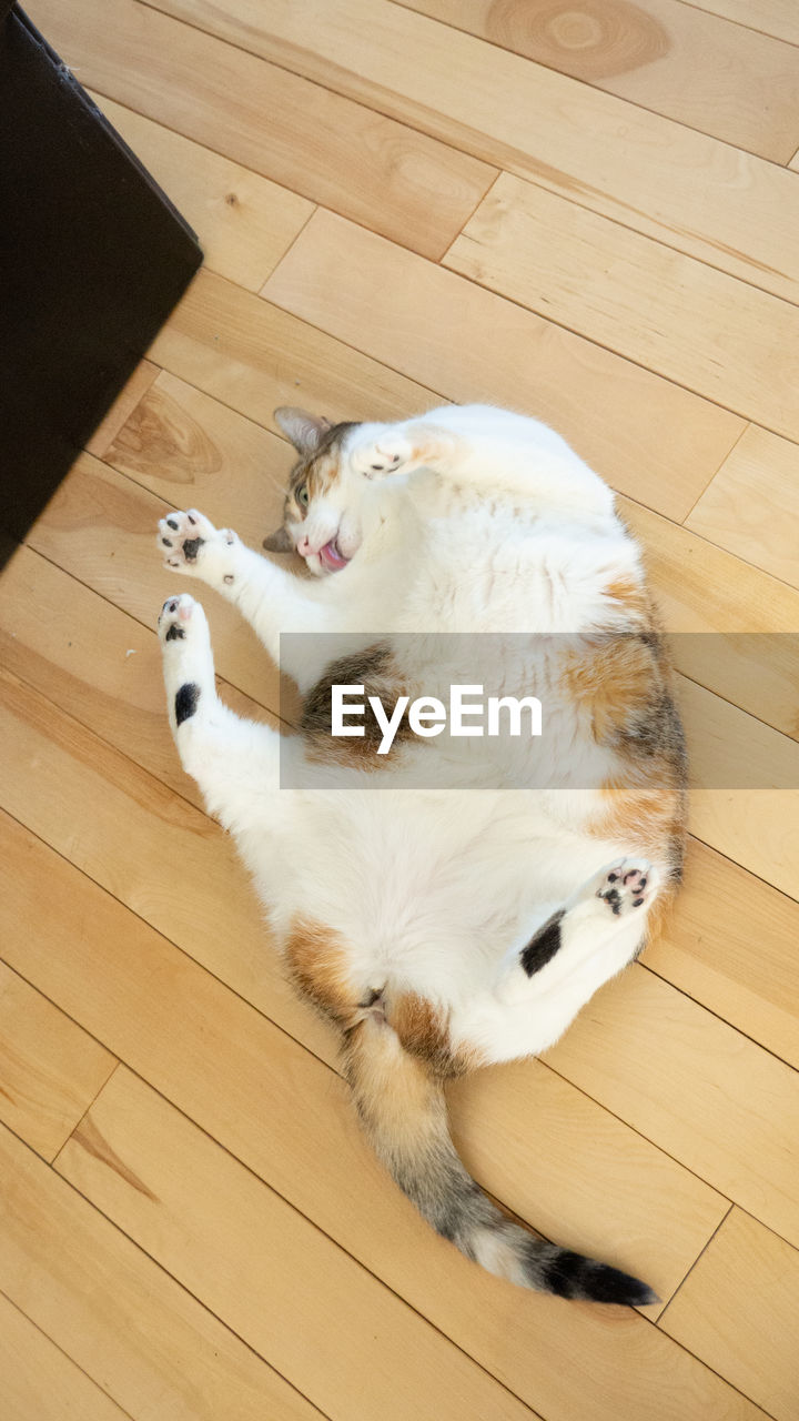 HIGH ANGLE VIEW OF CAT LYING DOWN ON HARDWOOD FLOOR