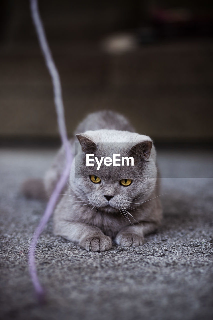 Portrait of cat on floor