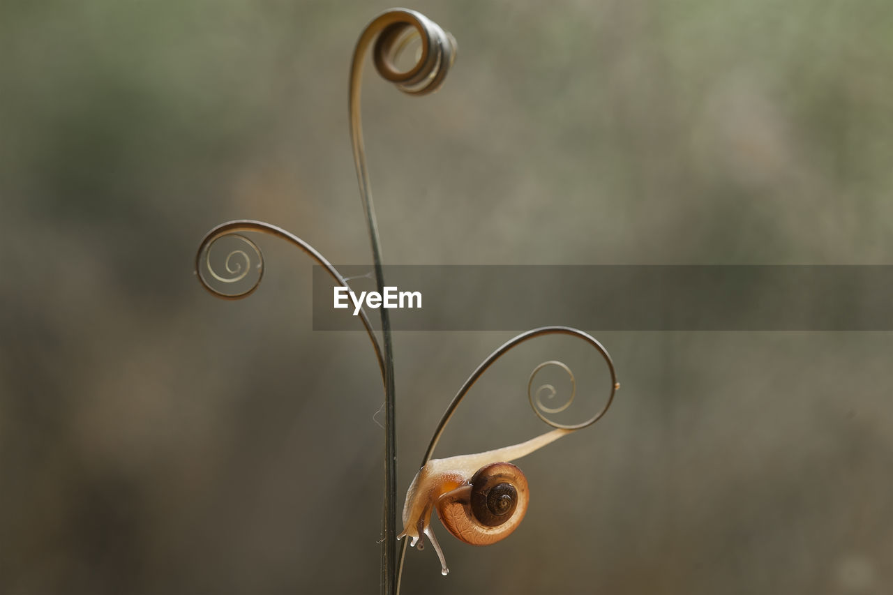 CLOSE-UP OF SNAIL IN A PLANT