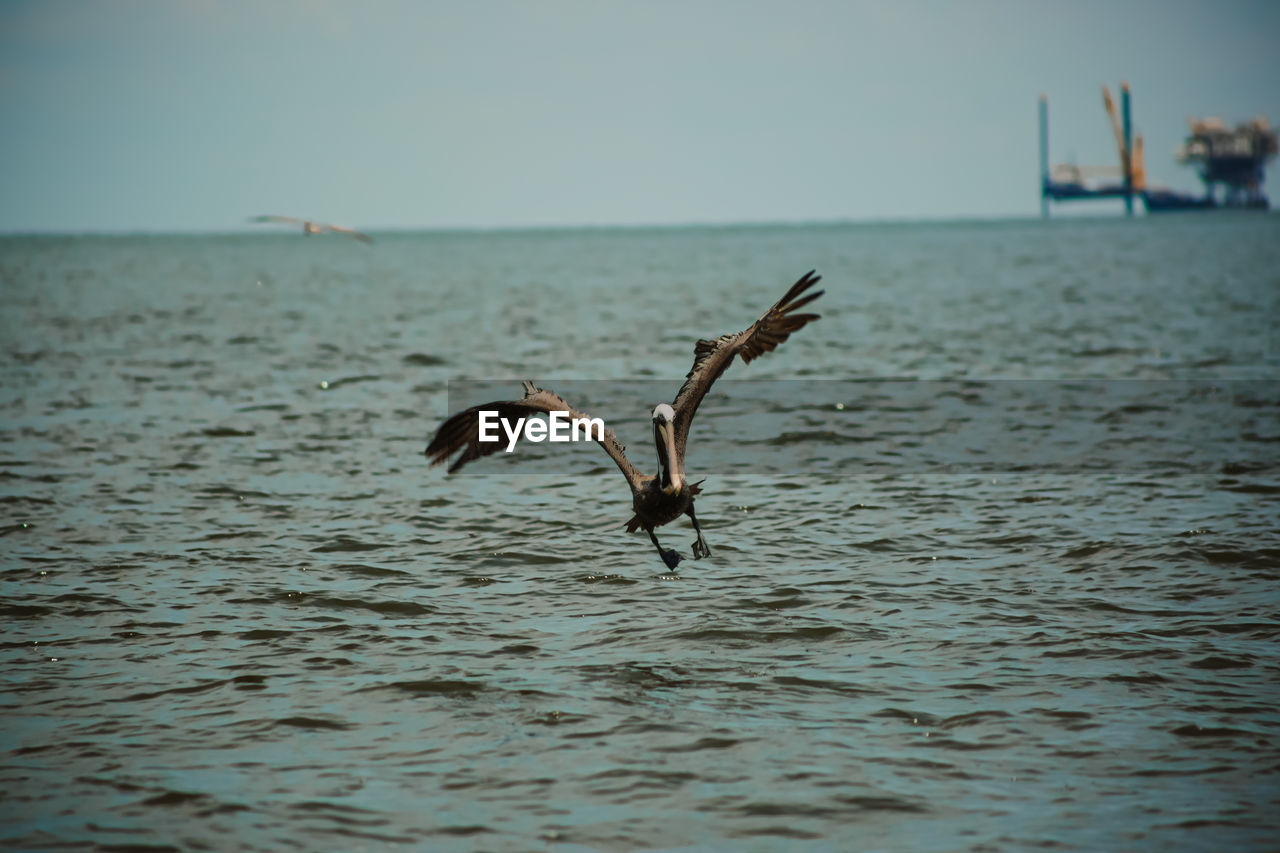 BIRD FLYING OVER SEA