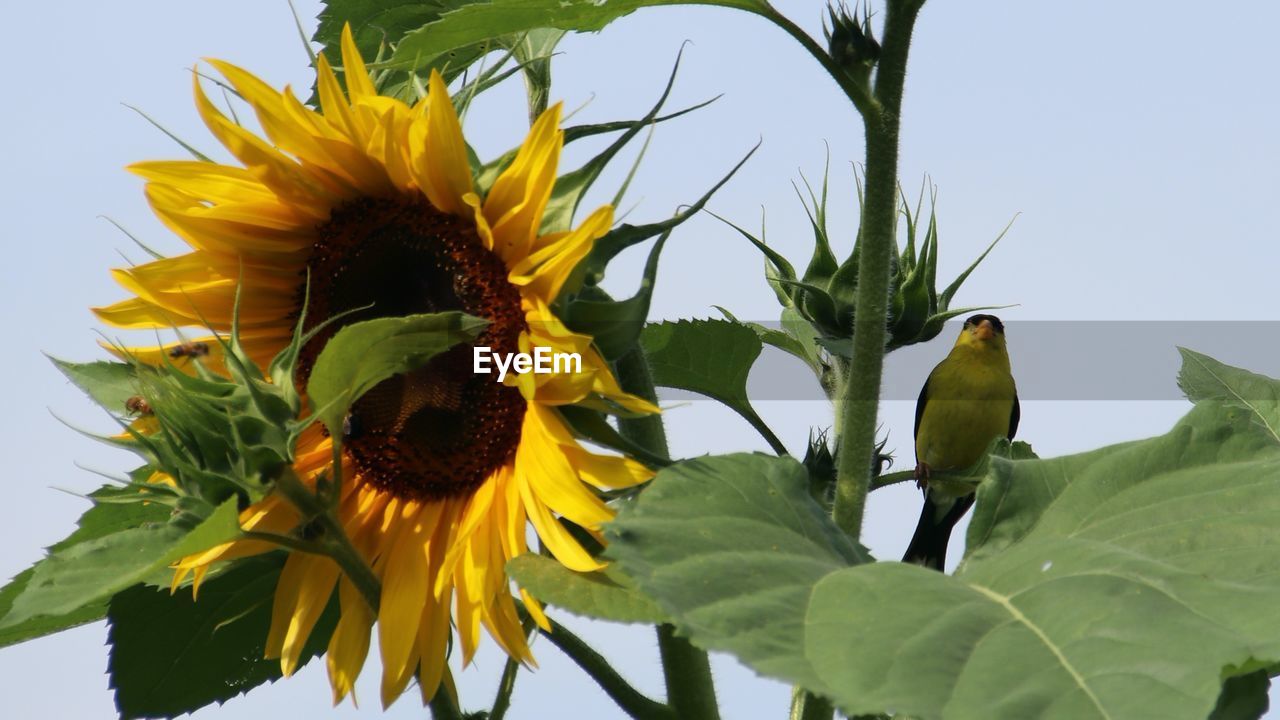sunflower, plant, flower, flowering plant, freshness, nature, flower head, yellow, beauty in nature, growth, leaf, plant part, petal, inflorescence, fragility, close-up, sky, no people, sunflower seed, outdoors, field, green, day, clear sky
