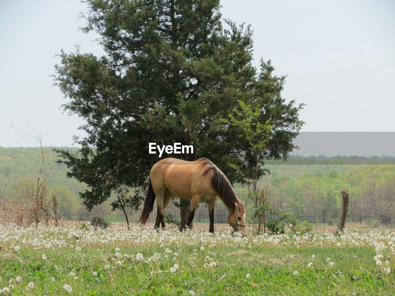 Brown horse grazing on field against clear sky