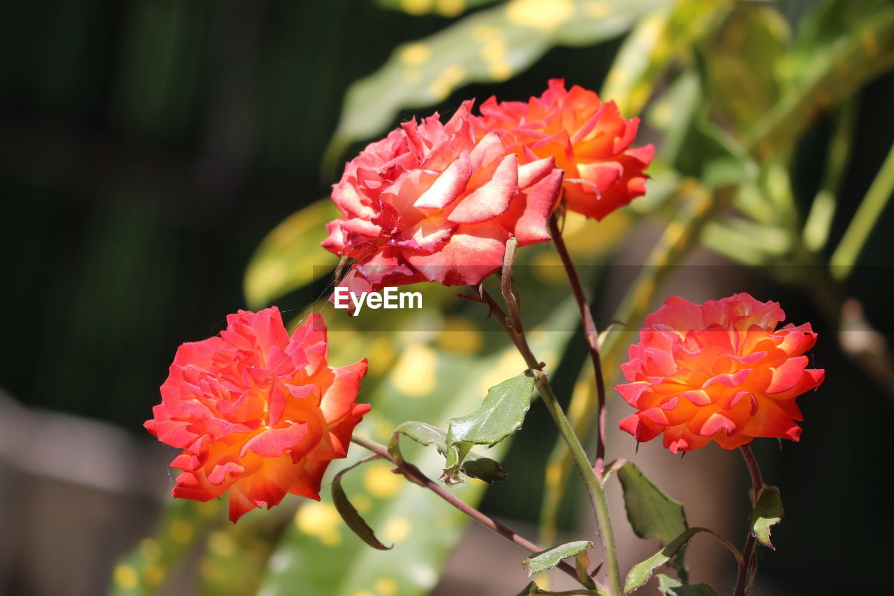 CLOSE-UP OF PINK AND RED FLOWERS BLOOMING OUTDOORS