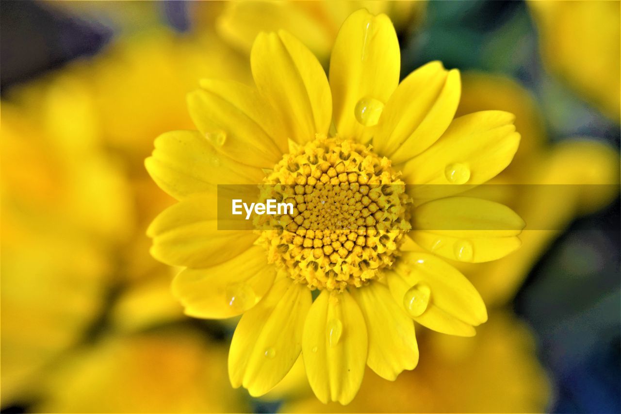 Close-up of yellow flower