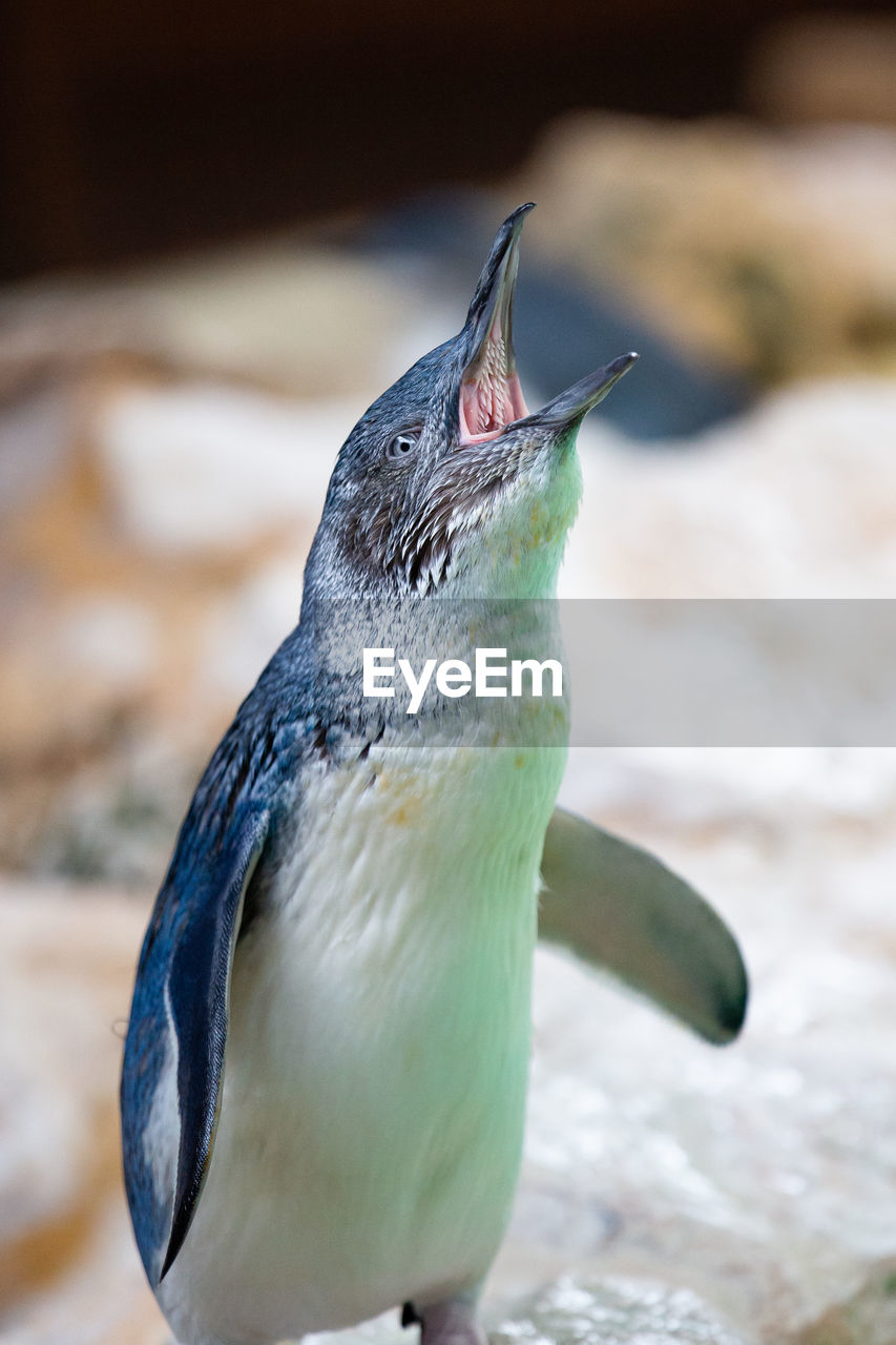 Close up of penguin in snow