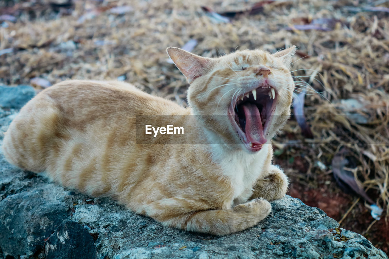 Close-up of cat yawning while resting on rock