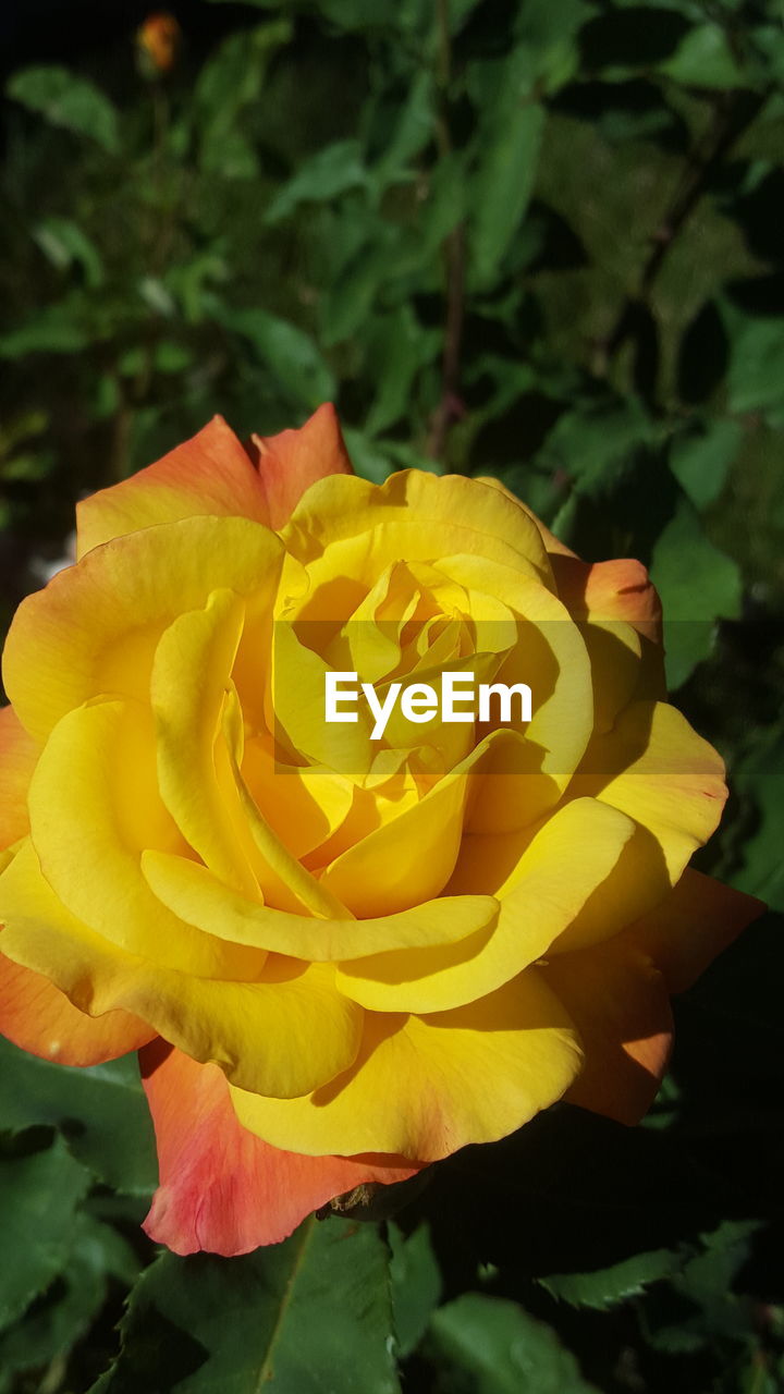 CLOSE-UP OF YELLOW ROSE BLOOMING