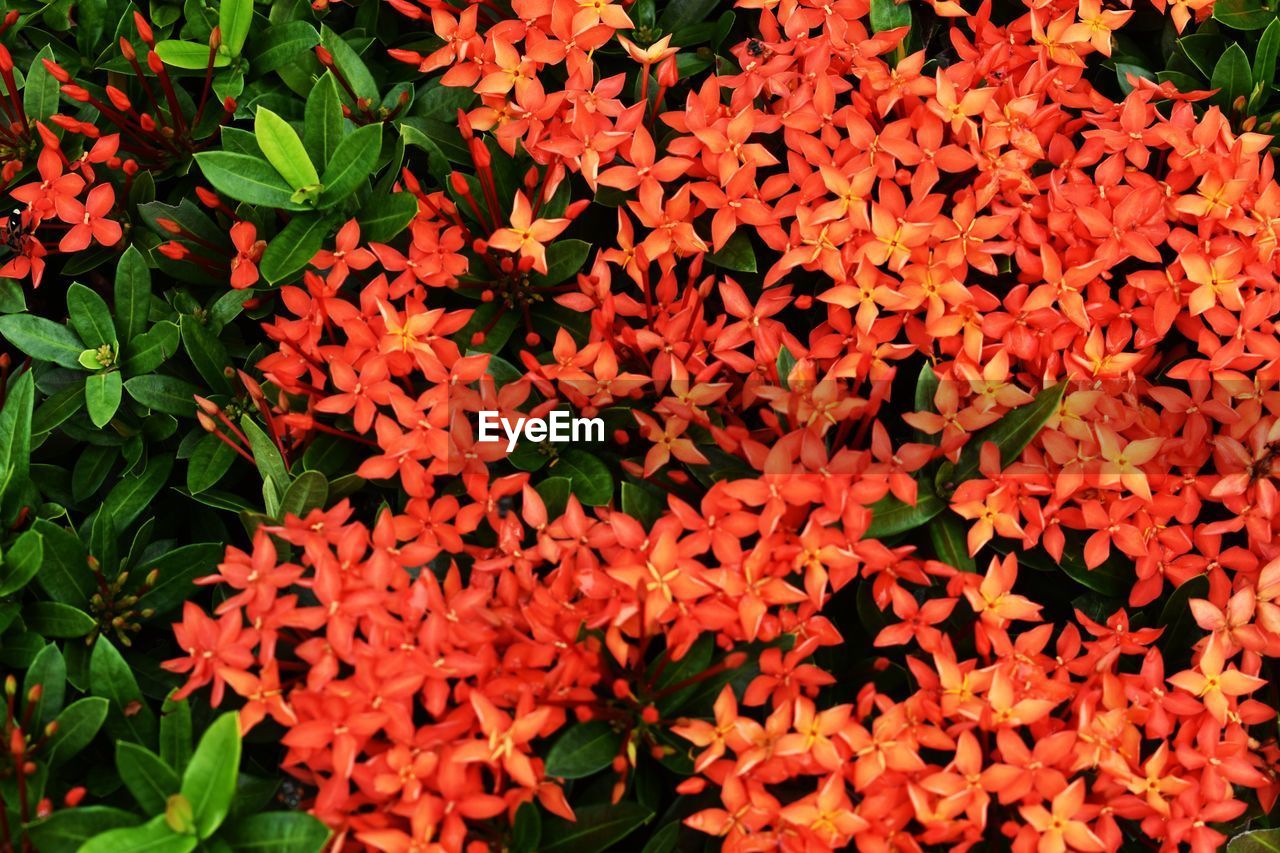CLOSE-UP OF RED FLOWERING PLANT