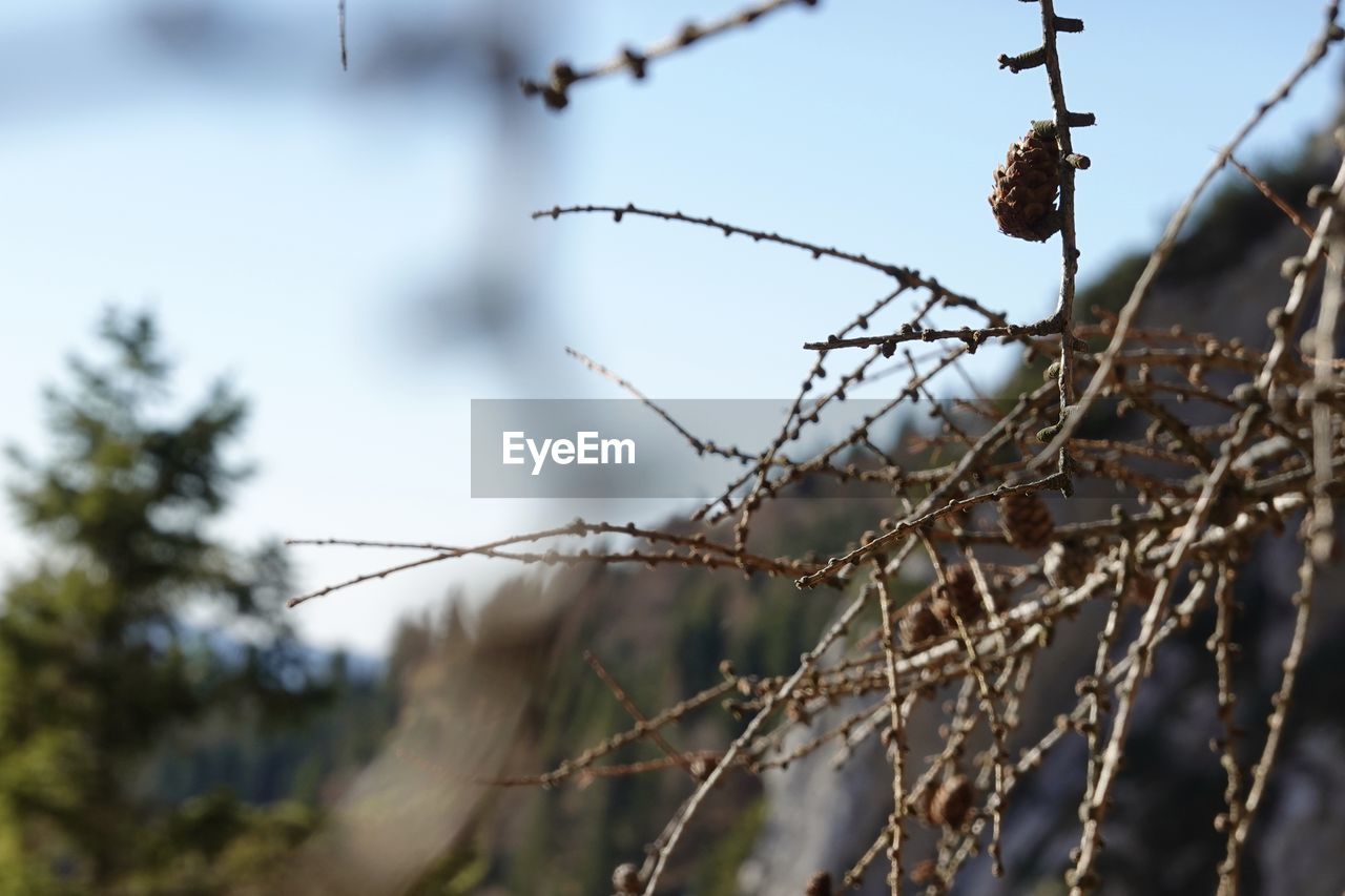 CLOSE-UP OF BARBED WIRE AGAINST SKY