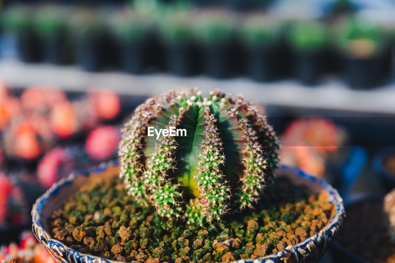 plant, cactus, flower, food, food and drink, growth, succulent plant, nature, focus on foreground, no people, potted plant, green, close-up, freshness, day, outdoors, beauty in nature, healthy eating