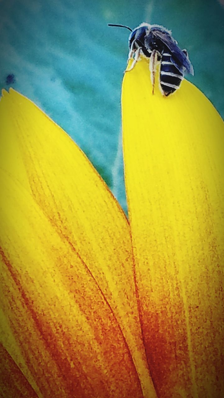 CLOSE-UP OF YELLOW INSECT ON FLOWER