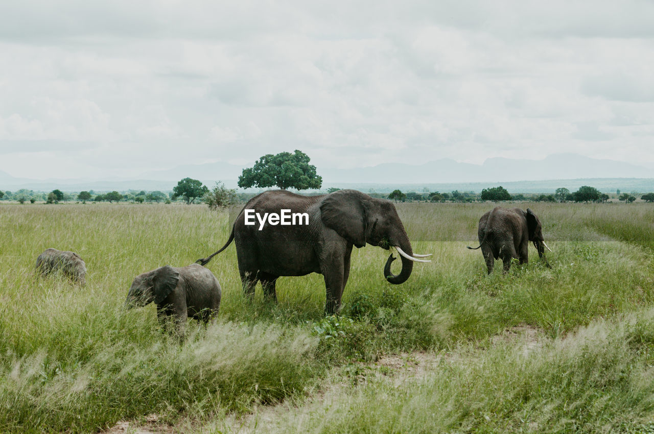 A family of african elephants grazing in mikumi national park