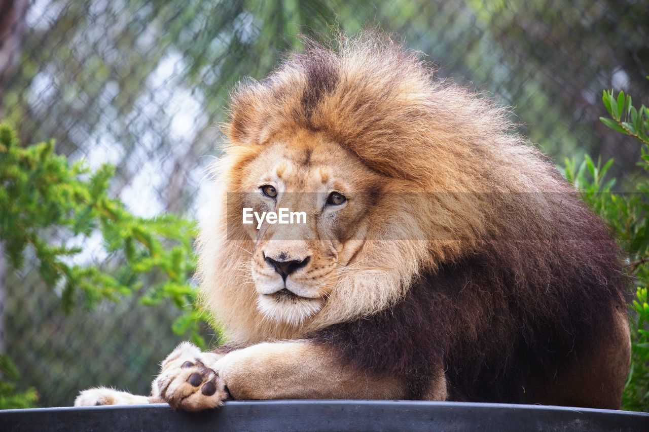 Portrait of lion resting in zoo against cage