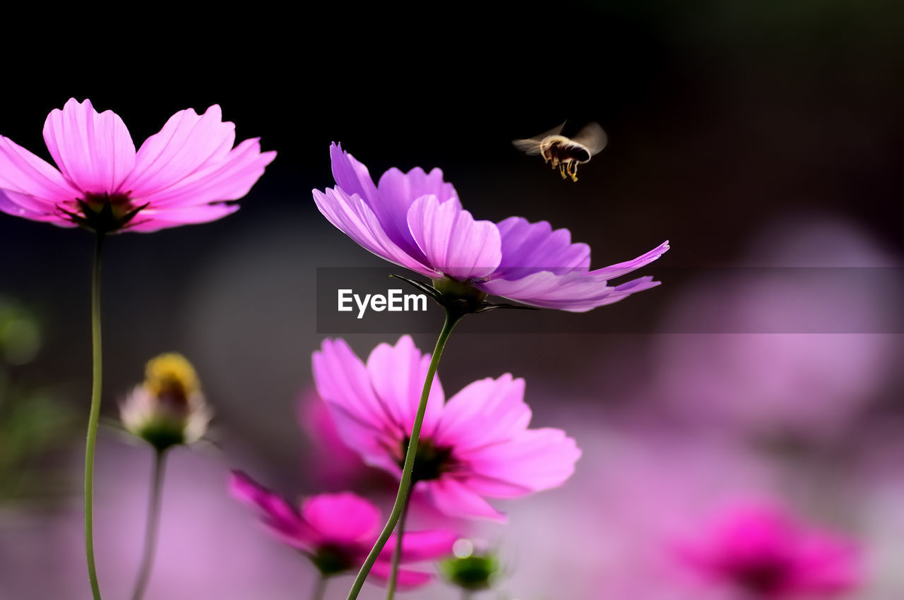 CLOSE-UP OF HONEY BEE