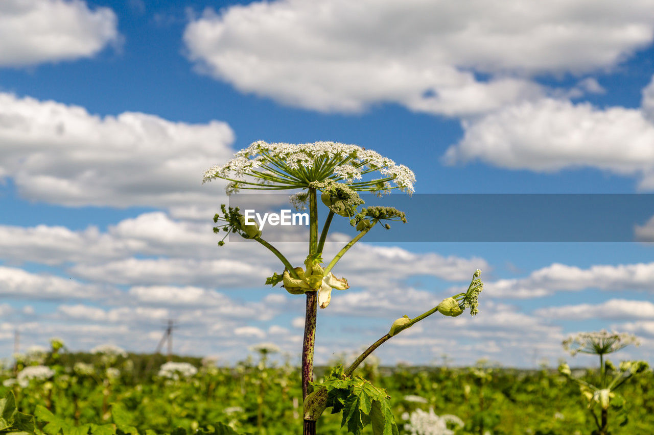 plant, field, cloud, sky, nature, flower, meadow, flowering plant, agriculture, prairie, beauty in nature, freshness, growth, landscape, grassland, environment, wildflower, green, rural area, grass, land, no people, food, rural scene, rapeseed, outdoors, blossom, day, sunlight, blue, food and drink, vegetable, focus on foreground, tree, flower head, crop, springtime, close-up, fragility, plant part, summer, leaf, scenics - nature