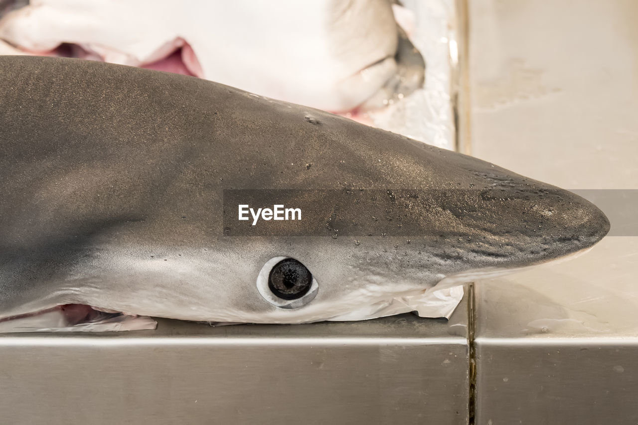 animal, animal themes, fish, one animal, food, animal wildlife, animal body part, close-up, wildlife, no people, sea, water, food and drink, nature, mammal, seafood, animal head, freshness, sea life, outdoors