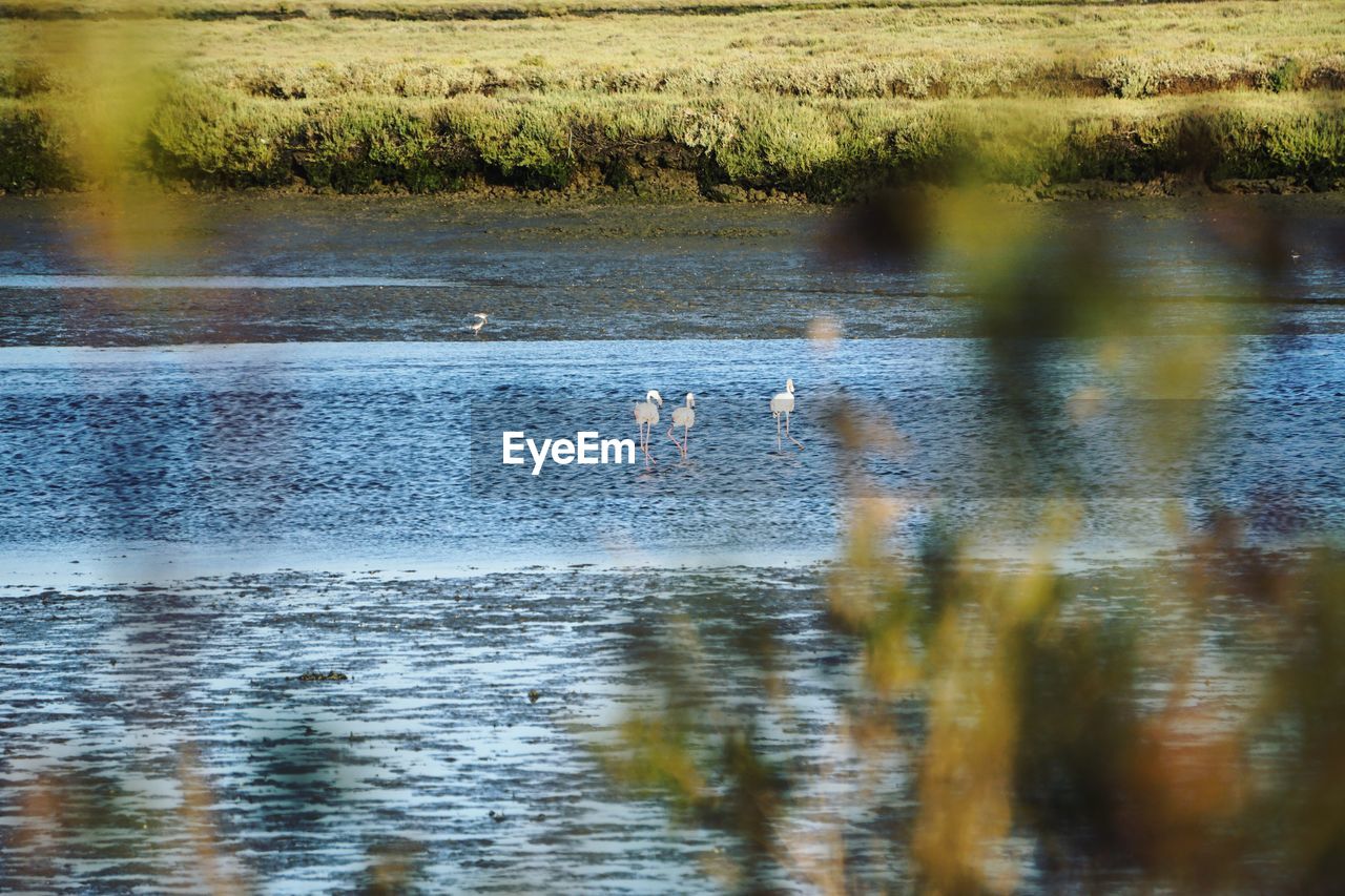 DUCKS IN LAKE