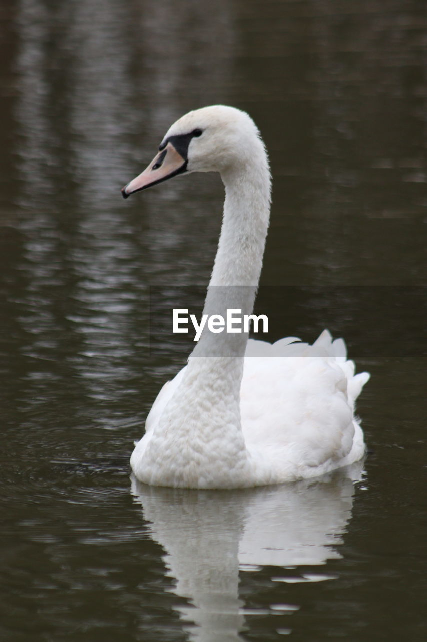 SWAN IN A LAKE