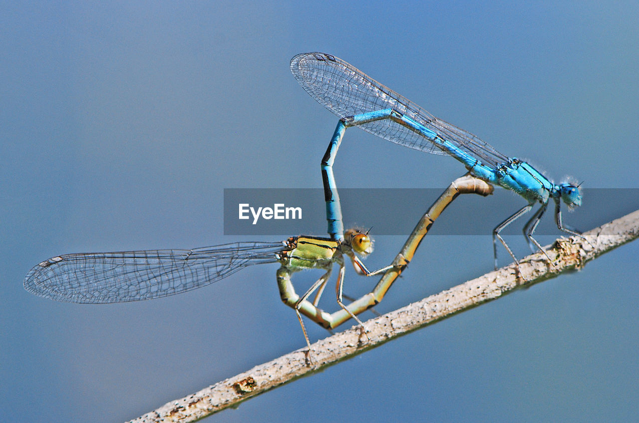 Close-up of dragonflies mating on twig against sky