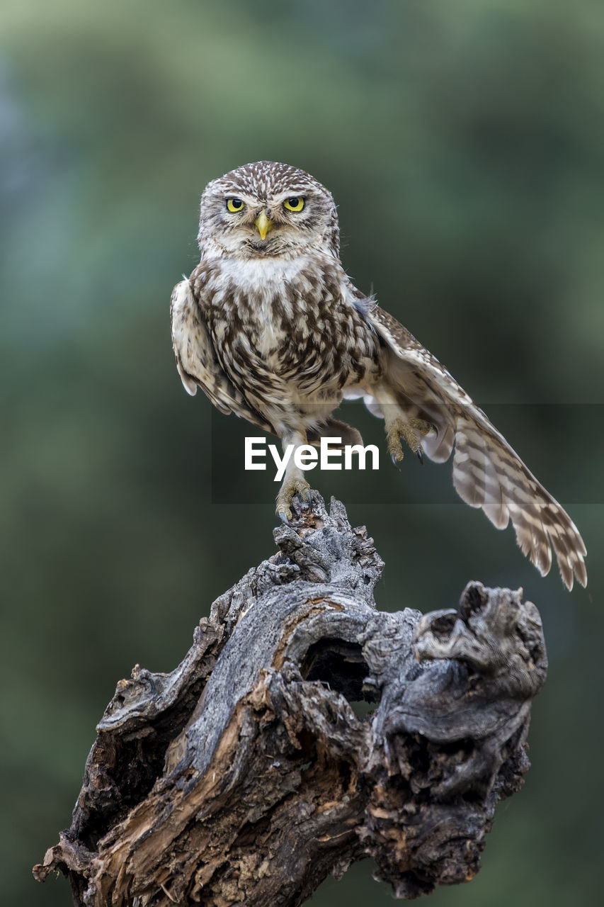 Close-up portrait of owl perching on tree