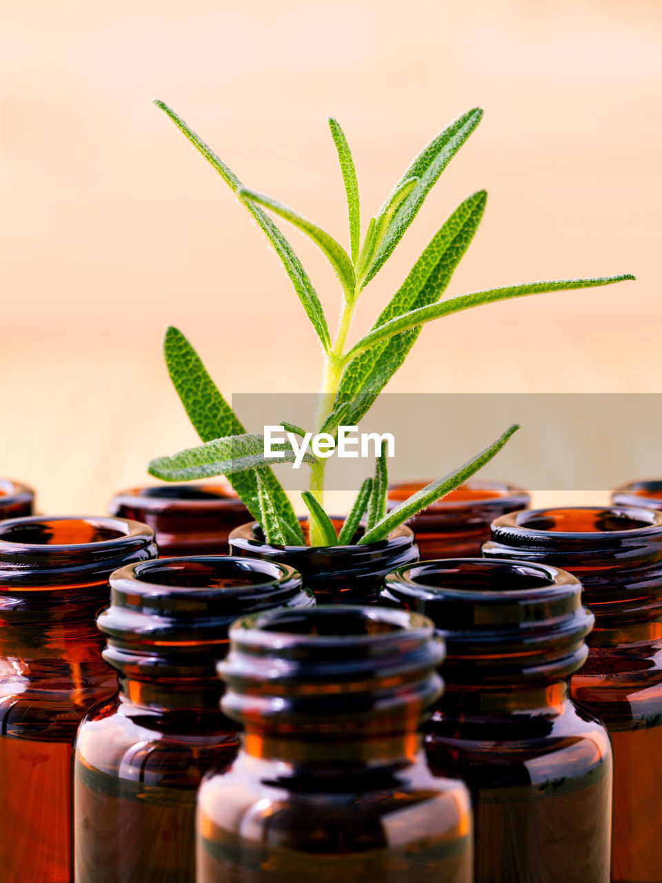 Close-up of leaves in bottle 