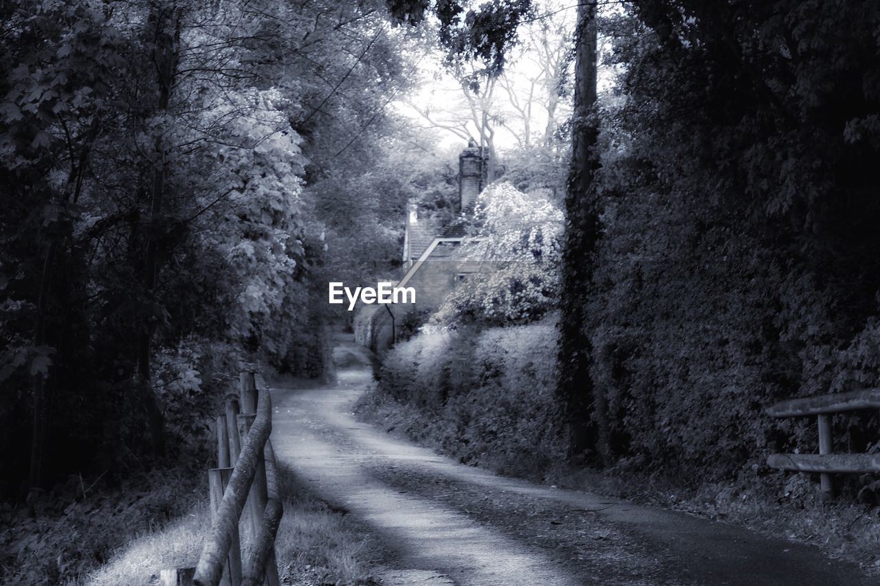 VIEW OF ROAD PASSING THROUGH FOREST