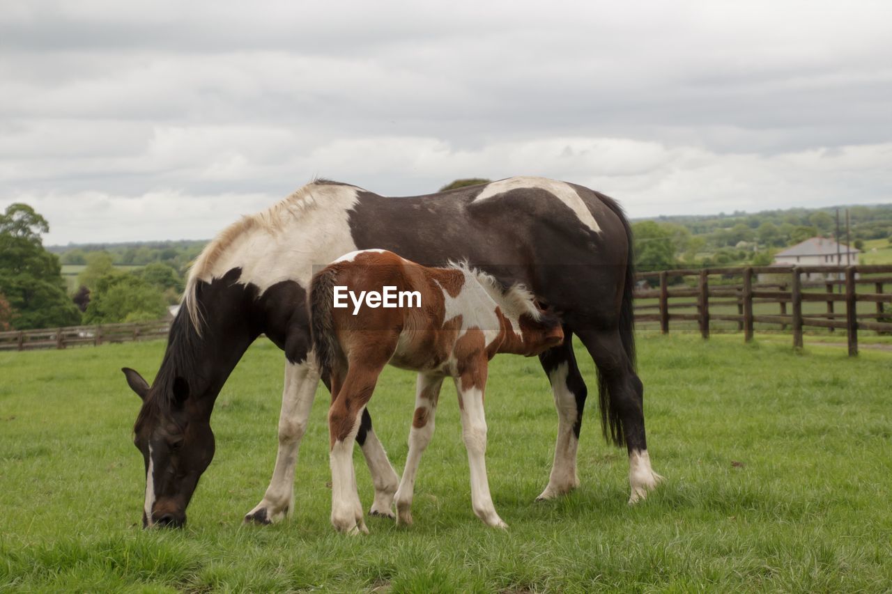 Horse standing on field against sky