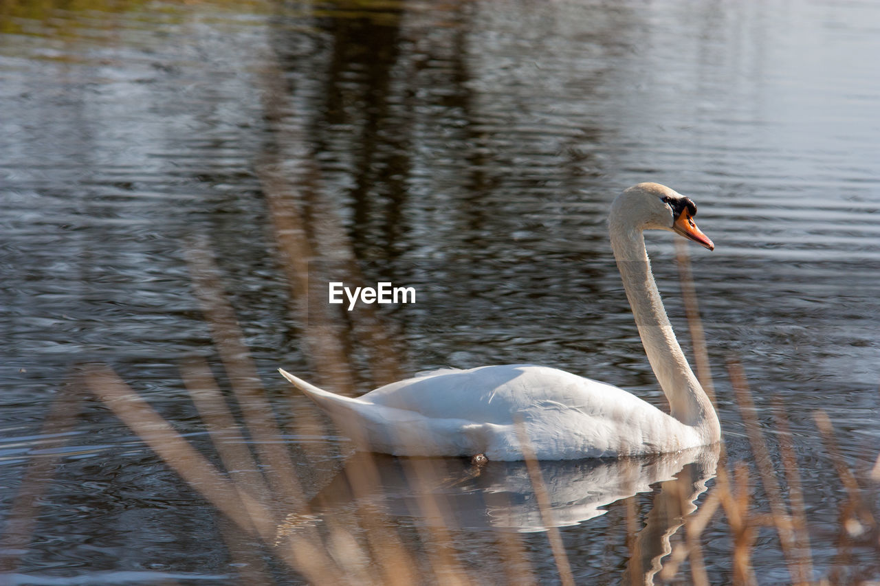 SWANS SWIMMING ON LAKE