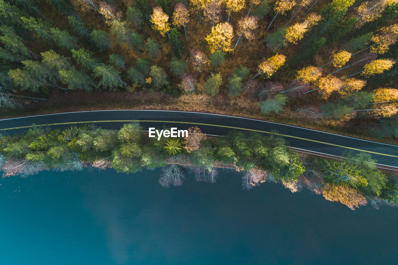 Aerial view of trees by lake