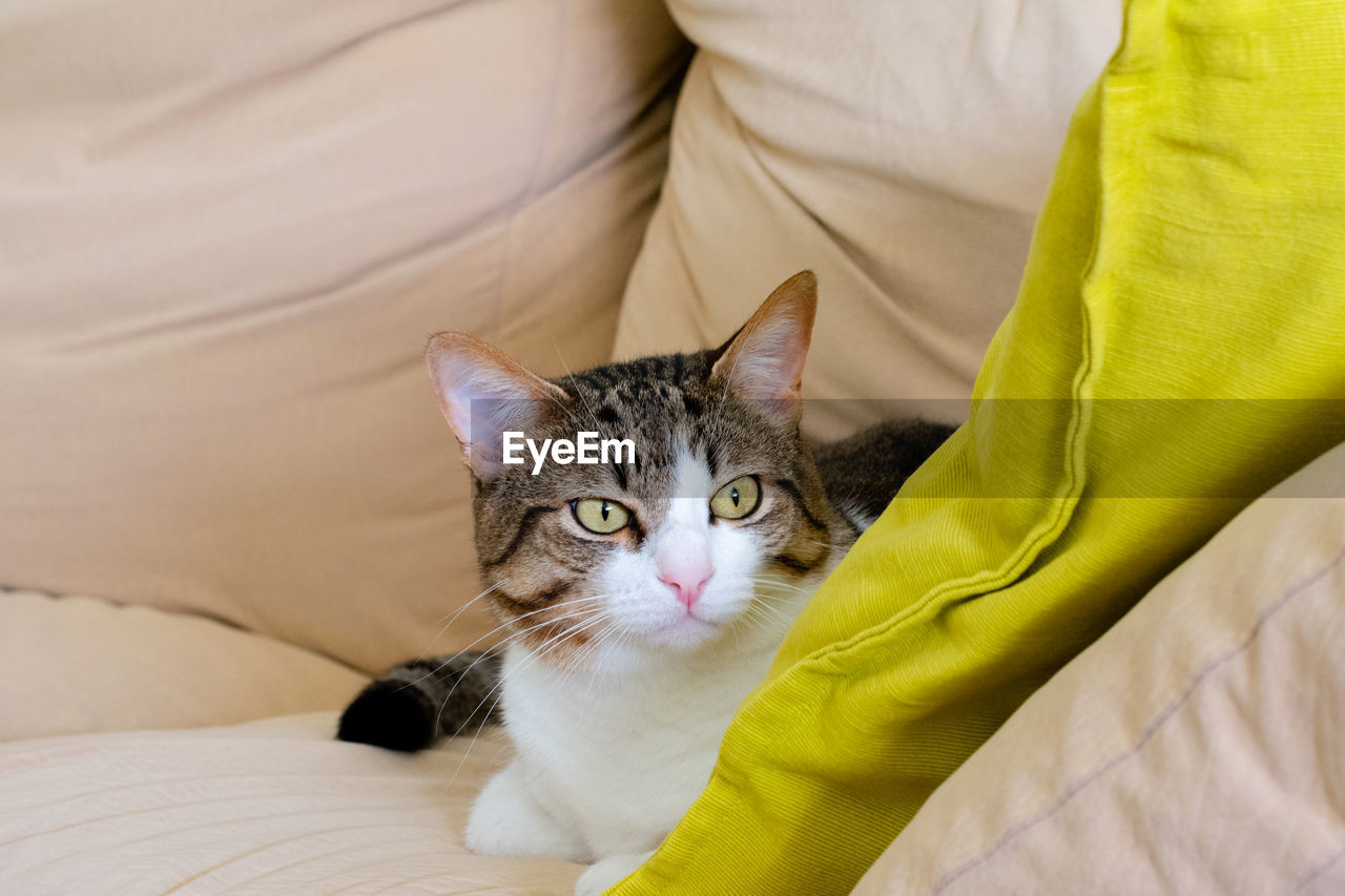 Portrait of cat relaxing on couch