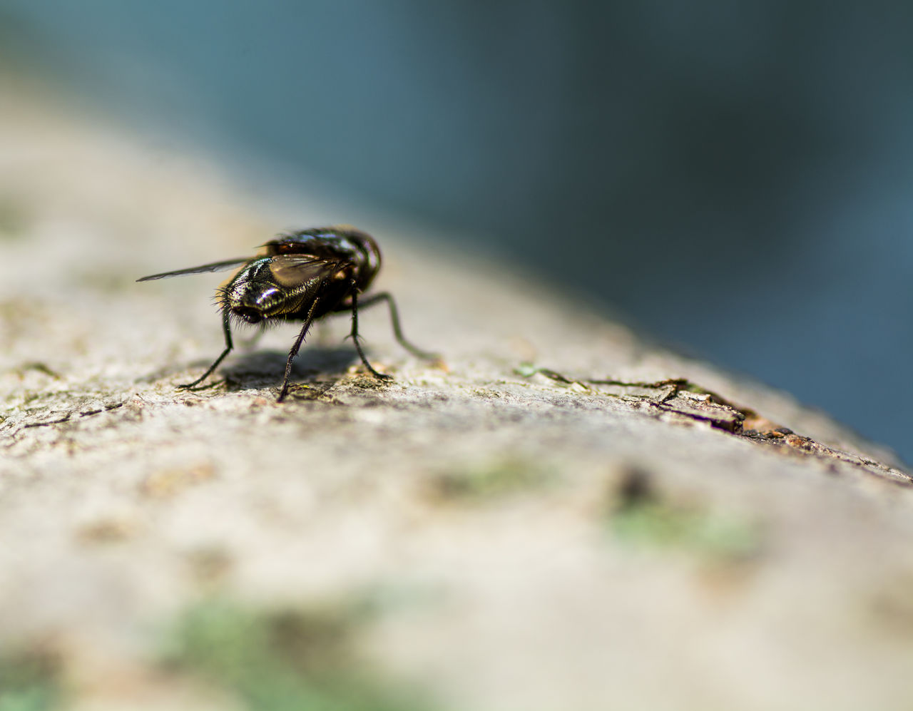 CLOSE UP OF FLY