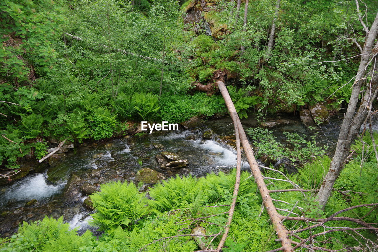 HIGH ANGLE VIEW OF STREAM FLOWING AMIDST TREES