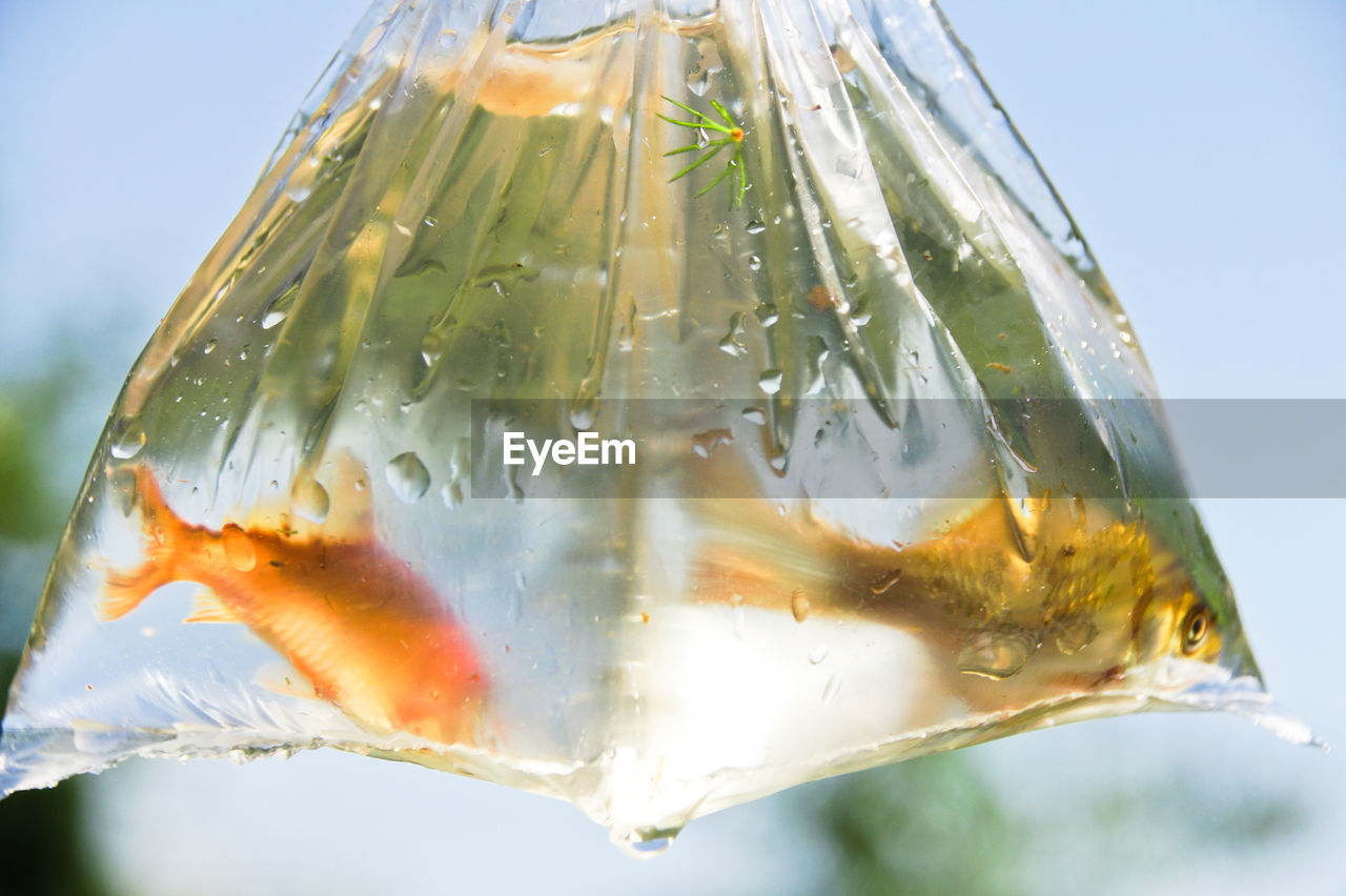 Close-up of fishes in plastic bag against sky