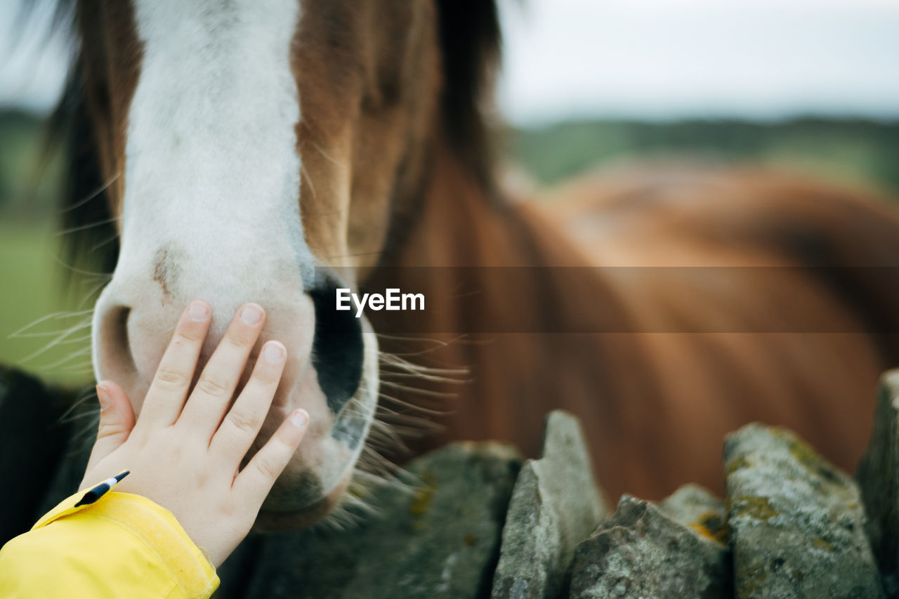 Cropped hand of child touching horse snout at farm