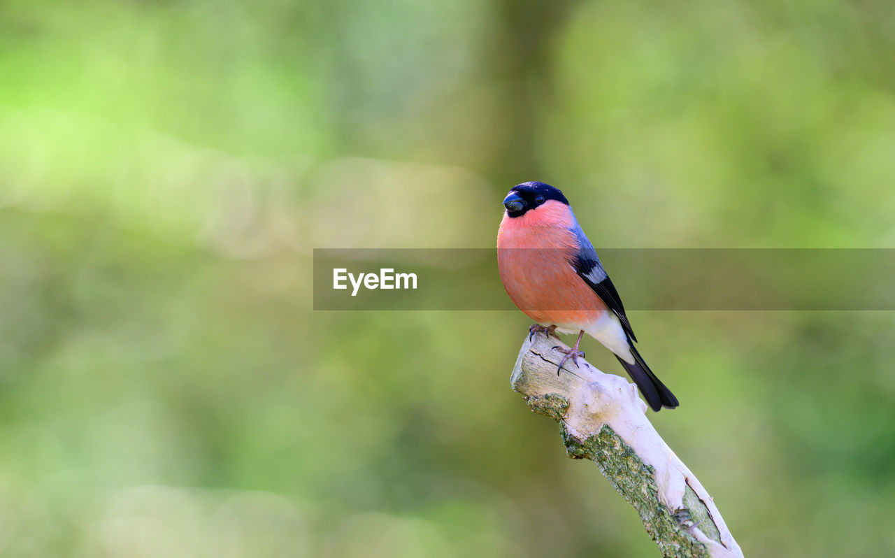 Male bullfinch, pyrrhula pyrrhula, perched on a branch.