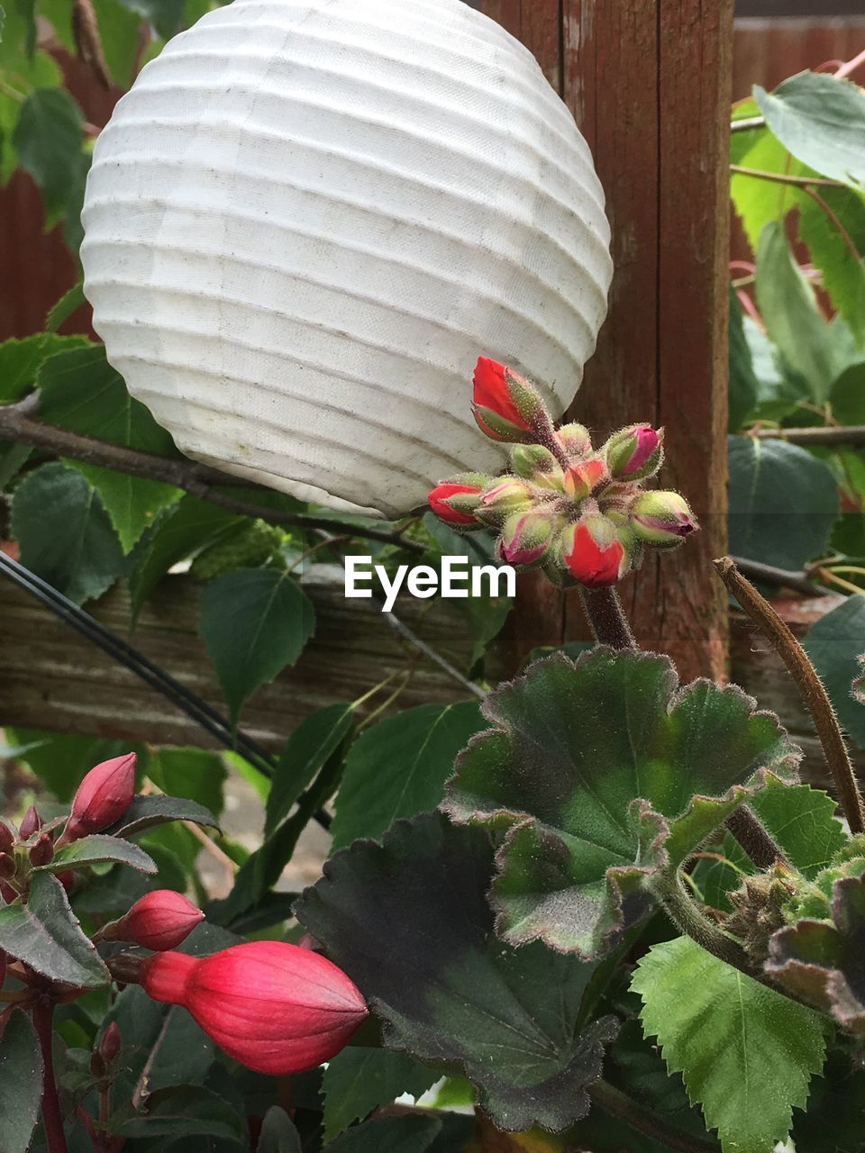 CLOSE-UP OF FLOWER BLOOMING